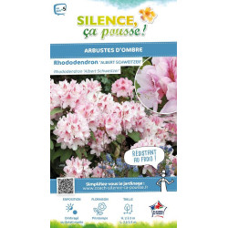 Rhododendron hybride Albert Schweitzer 100cm de Plantes Silence ça pousse dans Plantes à petits fruits (kiwi, myrtilles, gros...