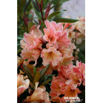 Rhododendron LADY LASA 80cm Silence ca pousse de Plantes Silence ça pousse dans Plantes à petits fruits (kiwi, myrtilles, gro...