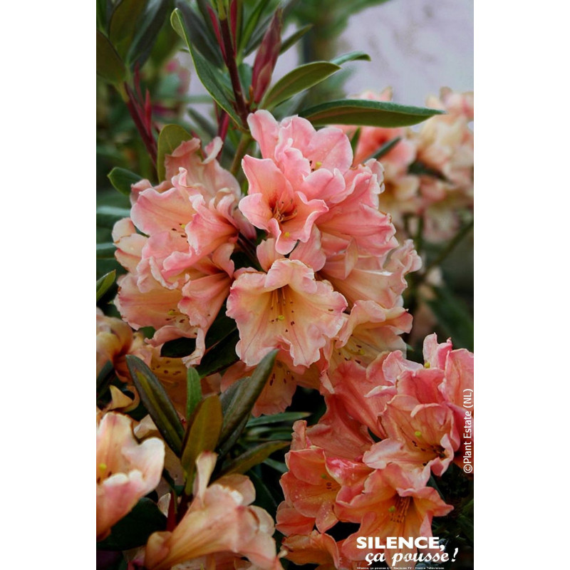 Rhododendron LADY LASA 80cm Silence ca pousse de Plantes Silence ça pousse dans Plantes à petits fruits (kiwi, myrtilles, gro...