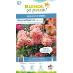 Rhododendron LADY LASA 80cm Silence ca pousse de Plantes Silence ça pousse dans Plantes à petits fruits (kiwi, myrtilles, gro...