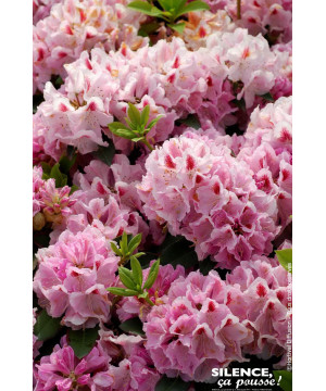 Rhododendron hybride Furnivalls Daughter 80cm de Plantes Silence ça pousse dans Plantes à petits fruits (kiwi, myrtilles, gro...