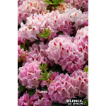 Rhododendron hybride Furnivalls Daughter 80cm de Plantes Silence ça pousse dans Plantes à petits fruits (kiwi, myrtilles, gro...