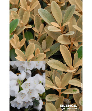Rhododendron Queen Bee 100cm Silence ca pousse de Plantes Silence ça pousse dans Plantes à petits fruits (kiwi, myrtilles, gr...