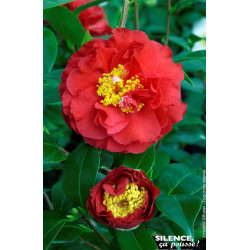 Camelia du Japon Blood of China 80cm de Plantes Silence ça pousse dans Plantes à petits fruits (kiwi, myrtilles, groseilles, ...
