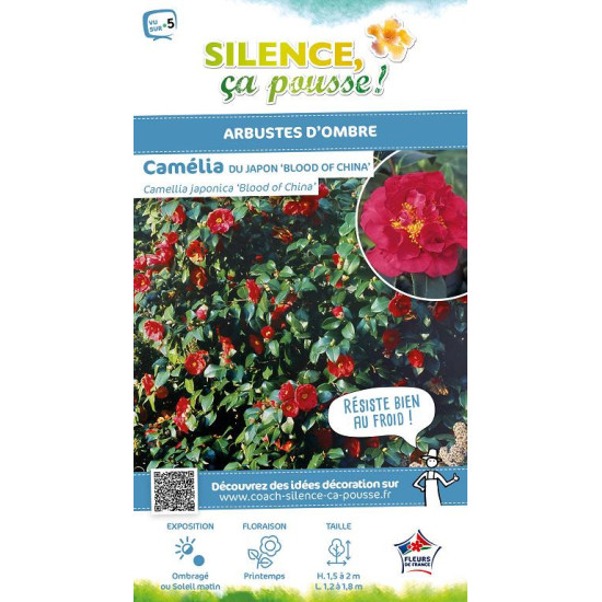 Camelia du Japon Blood of China 80cm de Plantes Silence ça pousse dans Plantes à petits fruits (kiwi, myrtilles, groseilles, ...