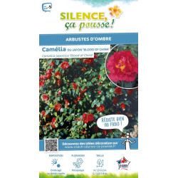 Camelia du Japon Blood of China 80cm de Plantes Silence ça pousse dans Plantes à petits fruits (kiwi, myrtilles, groseilles, ...