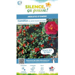 Camelia du Japon Blood of China 80cm de Plantes Silence ça pousse dans Plantes à petits fruits (kiwi, myrtilles, groseilles, ...