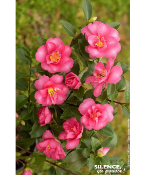 Camelia sasanqua Kanjiro 80cm Silence ca pousse de Plantes Silence ça pousse dans Plantes à petits fruits (kiwi, myrtilles, g...