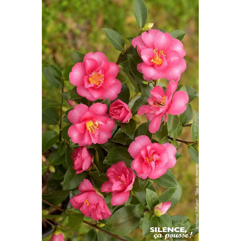 Camelia sasanqua Kanjiro 80cm Silence ca pousse de Plantes Silence ça pousse dans Plantes à petits fruits (kiwi, myrtilles, g...
