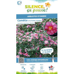 Camelia sasanqua Kanjiro 80cm Silence ca pousse de Plantes Silence ça pousse dans Plantes à petits fruits (kiwi, myrtilles, g...