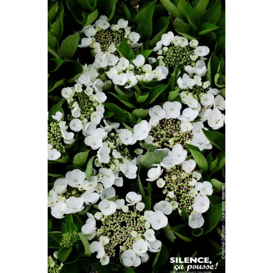 Hortensia Teller Weiss Libelle 80cm de Plantes Silence ça pousse dans Plantes à petits fruits (kiwi, myrtilles, groseilles, c...