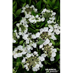 Hortensia Teller Weiss Libelle 80cm de Plantes Silence ça pousse dans Plantes à petits fruits (kiwi, myrtilles, groseilles, c...