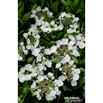 Hortensia Teller Weiss Libelle 80cm de Plantes Silence ça pousse dans Plantes à petits fruits (kiwi, myrtilles, groseilles, c...
