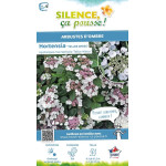 Hortensia Teller Weiss Libelle 80cm de Plantes Silence ça pousse dans Plantes à petits fruits (kiwi, myrtilles, groseilles, c...