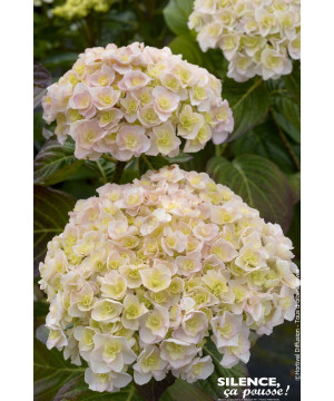 Hortensia Kazan 80cm Silence ca pousse de Plantes Silence ça pousse dans Plantes à petits fruits (kiwi, myrtilles, groseilles...