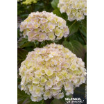 Hortensia Kazan 80cm Silence ca pousse de Plantes Silence ça pousse dans Plantes à petits fruits (kiwi, myrtilles, groseilles...