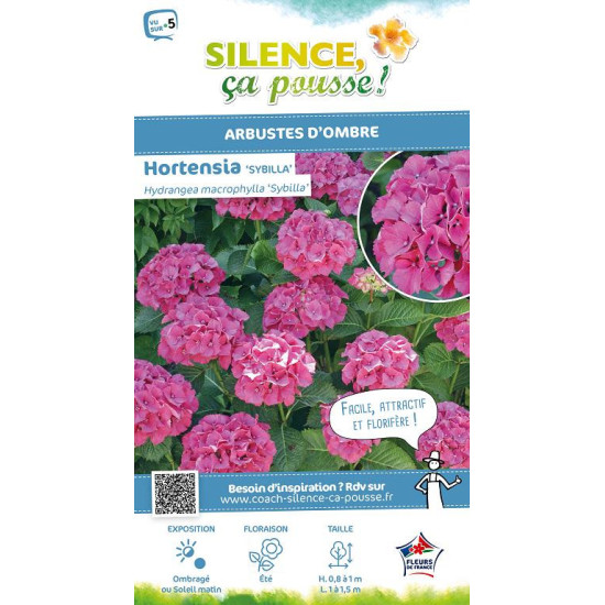Hortensia Sybilla 80cm Silence ca pousse de Plantes Silence ça pousse dans Plantes à petits fruits (kiwi, myrtilles, groseill...