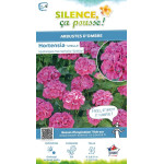 Hortensia Sybilla 80cm Silence ca pousse de Plantes Silence ça pousse dans Plantes à petits fruits (kiwi, myrtilles, groseill...