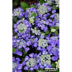 Hortensia Blaumeise 80cm Silence ca pousse de Plantes Silence ça pousse dans Plantes à petits fruits (kiwi, myrtilles, grosei...