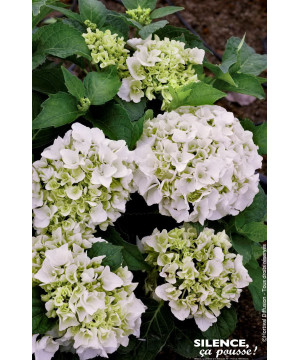 Hortensia Immaculata 80cm Silence ca pousse de Plantes Silence ça pousse dans Plantes à petits fruits (kiwi, myrtilles, grose...