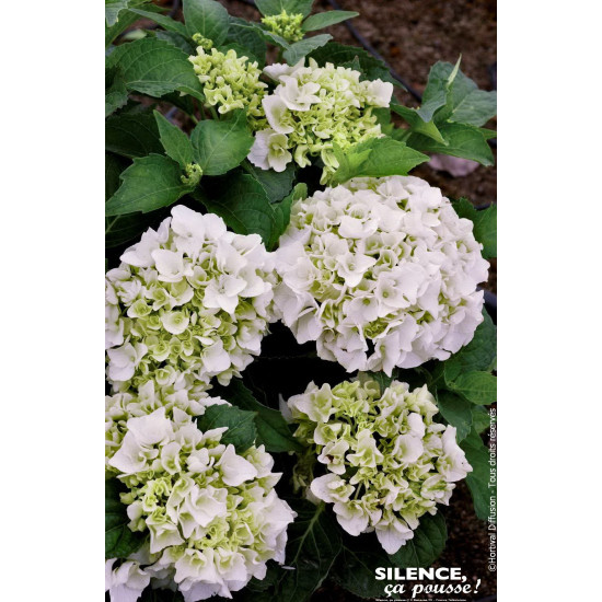 Hortensia Immaculata 80cm Silence ca pousse de Plantes Silence ça pousse dans Plantes à petits fruits (kiwi, myrtilles, grose...