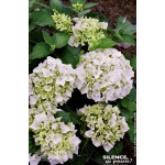 Hortensia Immaculata 80cm Silence ca pousse de Plantes Silence ça pousse dans Plantes à petits fruits (kiwi, myrtilles, grose...
