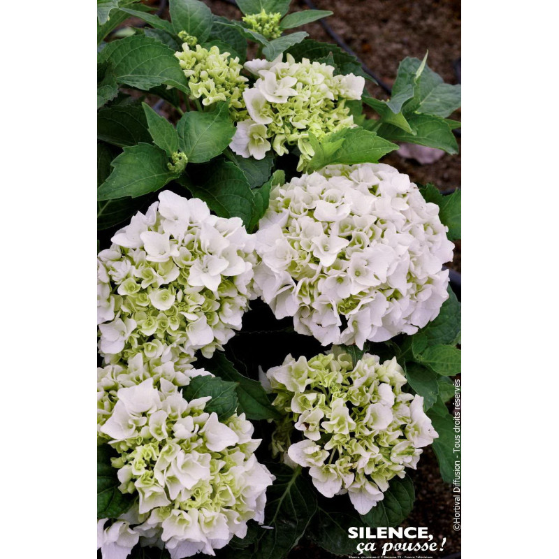 Hortensia Immaculata 80cm Silence ca pousse de Plantes Silence ça pousse dans Plantes à petits fruits (kiwi, myrtilles, grose...
