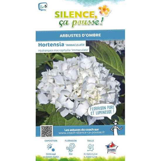 Hortensia Immaculata 80cm Silence ca pousse de Plantes Silence ça pousse dans Plantes à petits fruits (kiwi, myrtilles, grose...