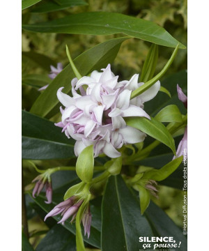 Daphne PERFUME PRINCESS 80cm Silence ca pousse de Plantes Silence ça pousse dans Plantes à petits fruits (kiwi, myrtilles, gr...