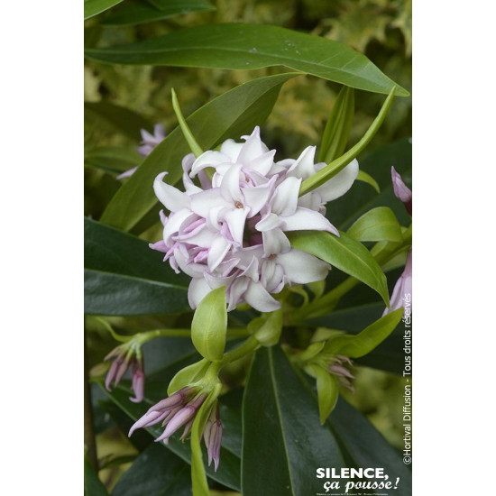 Daphne PERFUME PRINCESS 80cm Silence ca pousse de Plantes Silence ça pousse dans Plantes à petits fruits (kiwi, myrtilles, gr...