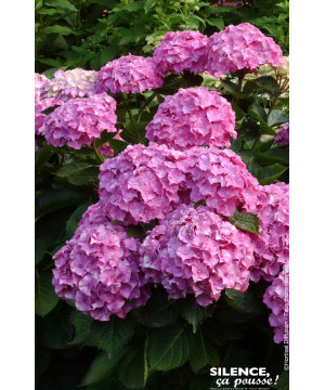 Hortensia Benelux rose 80cm Silence ca pousse de Plantes Silence ça pousse dans Plantes à petits fruits (kiwi, myrtilles, gro...