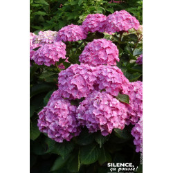 Hortensia Benelux rose 80cm Silence ca pousse de Plantes Silence ça pousse dans Plantes à petits fruits (kiwi, myrtilles, gro...