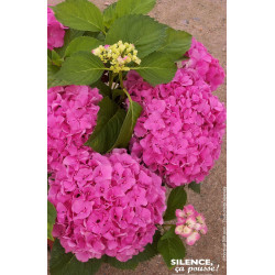 Hortensia Freudenstein 80cm Silence ca pousse de Plantes Silence ça pousse dans Plantes à petits fruits (kiwi, myrtilles, gro...