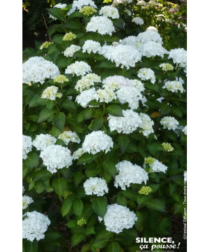 Hortensia Soeur Therese 80cm Silence ca pousse de Plantes Silence ça pousse dans Plantes à petits fruits (kiwi, myrtilles, gr...