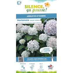Hortensia Soeur Therese 80cm Silence ca pousse de Plantes Silence ça pousse dans Plantes à petits fruits (kiwi, myrtilles, gr...