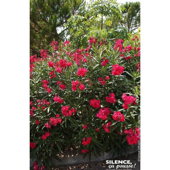 Laurier rose a fleurs rouges 100cm de Plantes Silence ça pousse dans Plantes à petits fruits (kiwi, myrtilles, groseilles, ca...