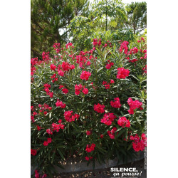 Laurier rose a fleurs rouges 100cm de Plantes Silence ça pousse dans Plantes à petits fruits (kiwi, myrtilles, groseilles, ca...