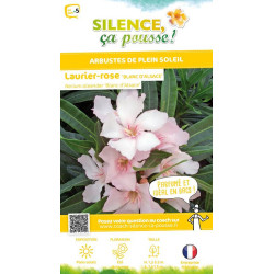 Laurier-rose Blanc dAlsace Alsace 100cm de Plantes Silence ça pousse dans Plantes à petits fruits (kiwi, myrtilles, groseille...