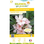 Laurier-rose Blanc dAlsace Alsace 100cm de Plantes Silence ça pousse dans Plantes à petits fruits (kiwi, myrtilles, groseille...