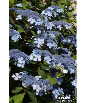 Hortensia des montagnes Blue Bird 50cm de Plantes Silence ça pousse dans Plantes à petits fruits (kiwi, myrtilles, groseilles...