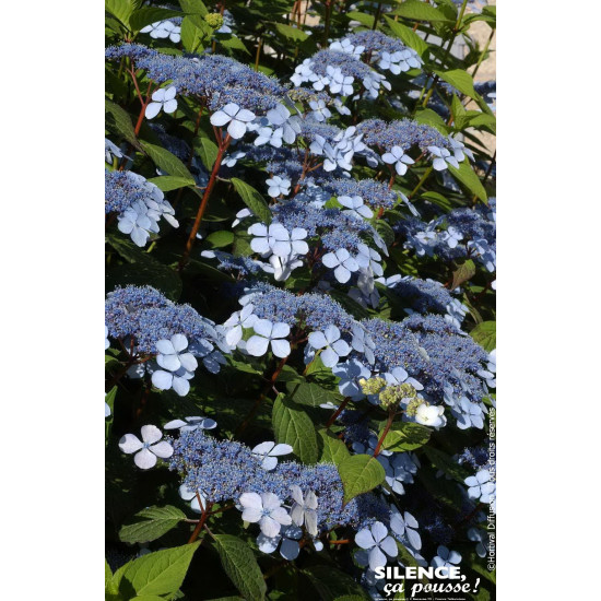 Hortensia des montagnes Blue Bird 50cm de Plantes Silence ça pousse dans Plantes à petits fruits (kiwi, myrtilles, groseilles...