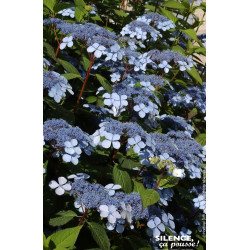 Hortensia des montagnes Blue Bird 50cm de Plantes Silence ça pousse dans Plantes à petits fruits (kiwi, myrtilles, groseilles...