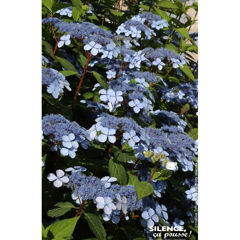 Hortensia des montagnes Blue Bird 50cm de Plantes Silence ça pousse dans Plantes à petits fruits (kiwi, myrtilles, groseilles...