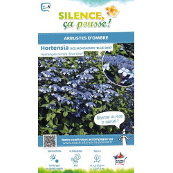 Hortensia des montagnes Blue Bird 50cm de Plantes Silence ça pousse dans Plantes à petits fruits (kiwi, myrtilles, groseilles...