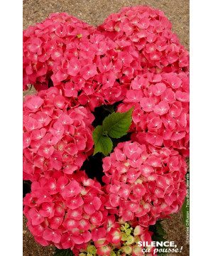 Hortensia Leuchtfeuer 50cm Silence ca pousse de Plantes Silence ça pousse dans Plantes à petits fruits (kiwi, myrtilles, gros...