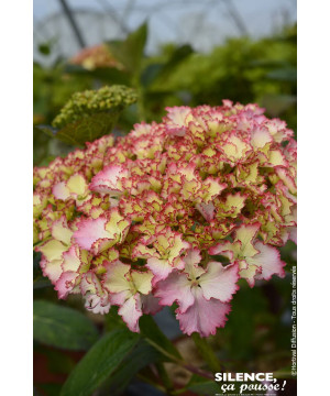 Hortensia SO LONG SUNNY 50cm Silence ca pousse de Plantes Silence ça pousse dans Plantes à petits fruits (kiwi, myrtilles, gr...