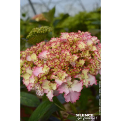 Hortensia SO LONG SUNNY 50cm Silence ca pousse de Plantes Silence ça pousse dans Plantes à petits fruits (kiwi, myrtilles, gr...