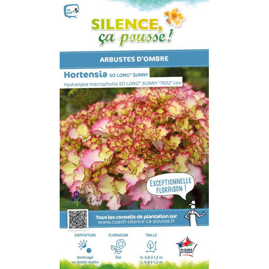 Hortensia SO LONG SUNNY 50cm Silence ca pousse de Plantes Silence ça pousse dans Plantes à petits fruits (kiwi, myrtilles, gr...