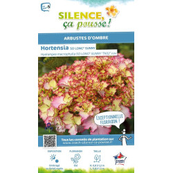 Hortensia SO LONG SUNNY 50cm Silence ca pousse de Plantes Silence ça pousse dans Plantes à petits fruits (kiwi, myrtilles, gr...