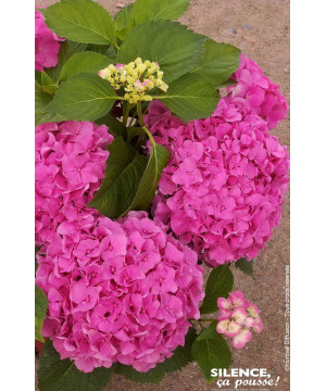 Hortensia Freudenstein 50cm Silence ca pousse de Plantes Silence ça pousse dans Plantes à petits fruits (kiwi, myrtilles, gro...